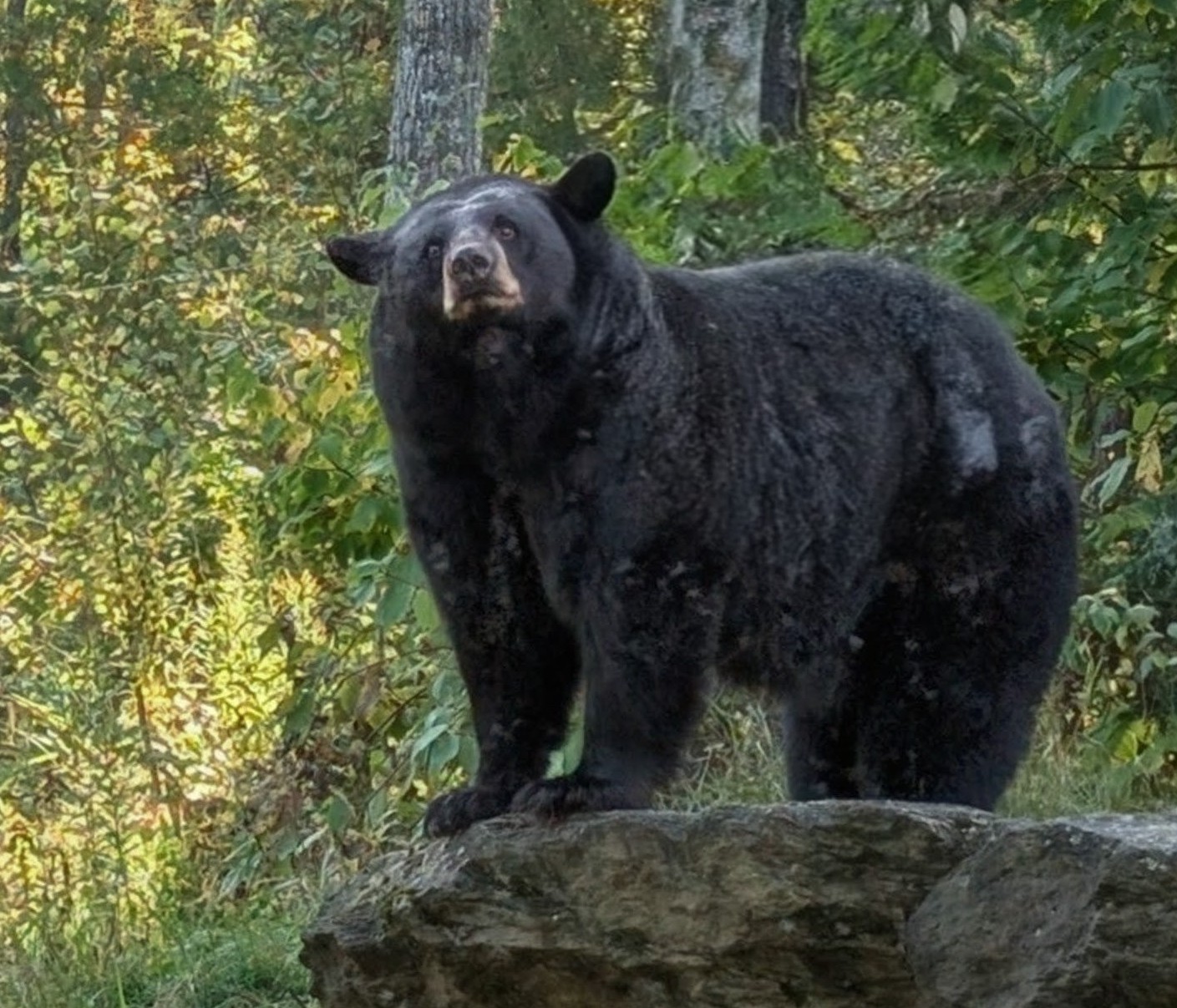 Bear News - MID SEPTEMBER - North American Bear Center